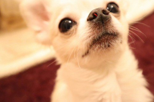 犬の目のしくみ