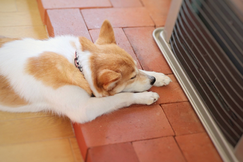 犬は寒さに強い