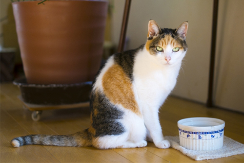 猫の分離不安チェック
