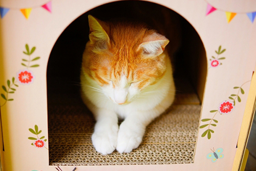 愛猫のストレスのかからない環境をつくる
