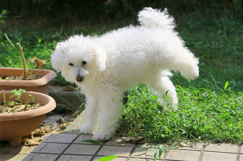 犬にとって1日に必要な水分量