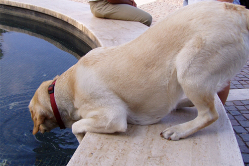 犬の水分量が少ないときの理由