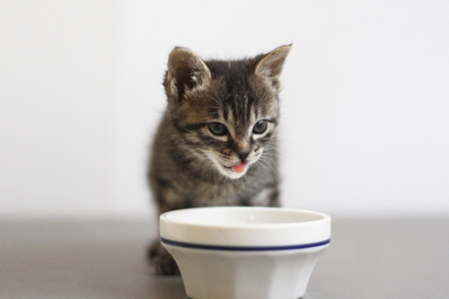 どうして猫はあまり水を飲まないの?