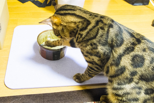 猫が好むお水をあげましょう