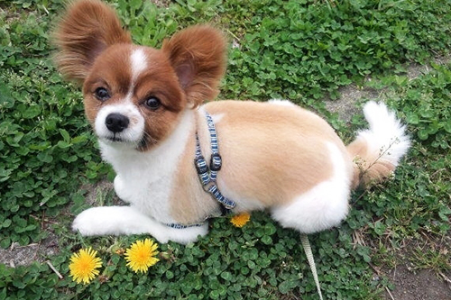 パピヨンの子犬の性格
