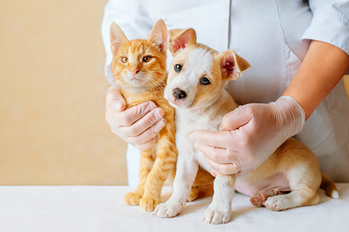 国内の犬猫の平均寿命と主な死亡原因