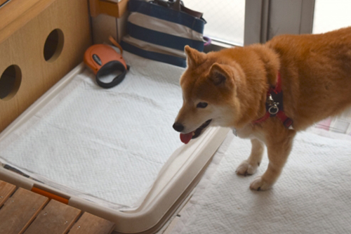 同じ場所で何度も粗相をする