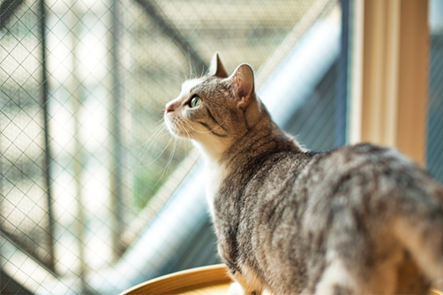 猫が脱走する理由　その１