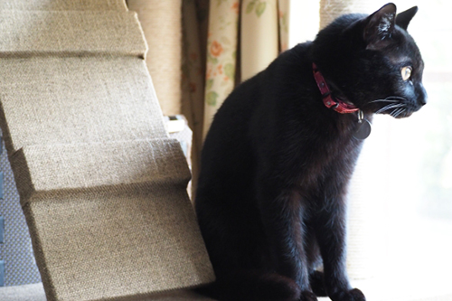 猫が脱走する理由　その２