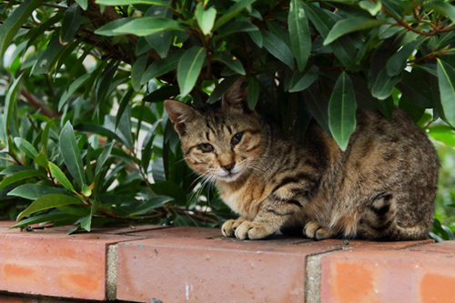 猫が脱走したらどこを探す？
