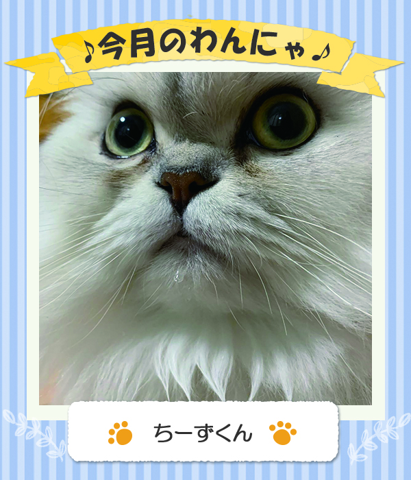 ちーずくん