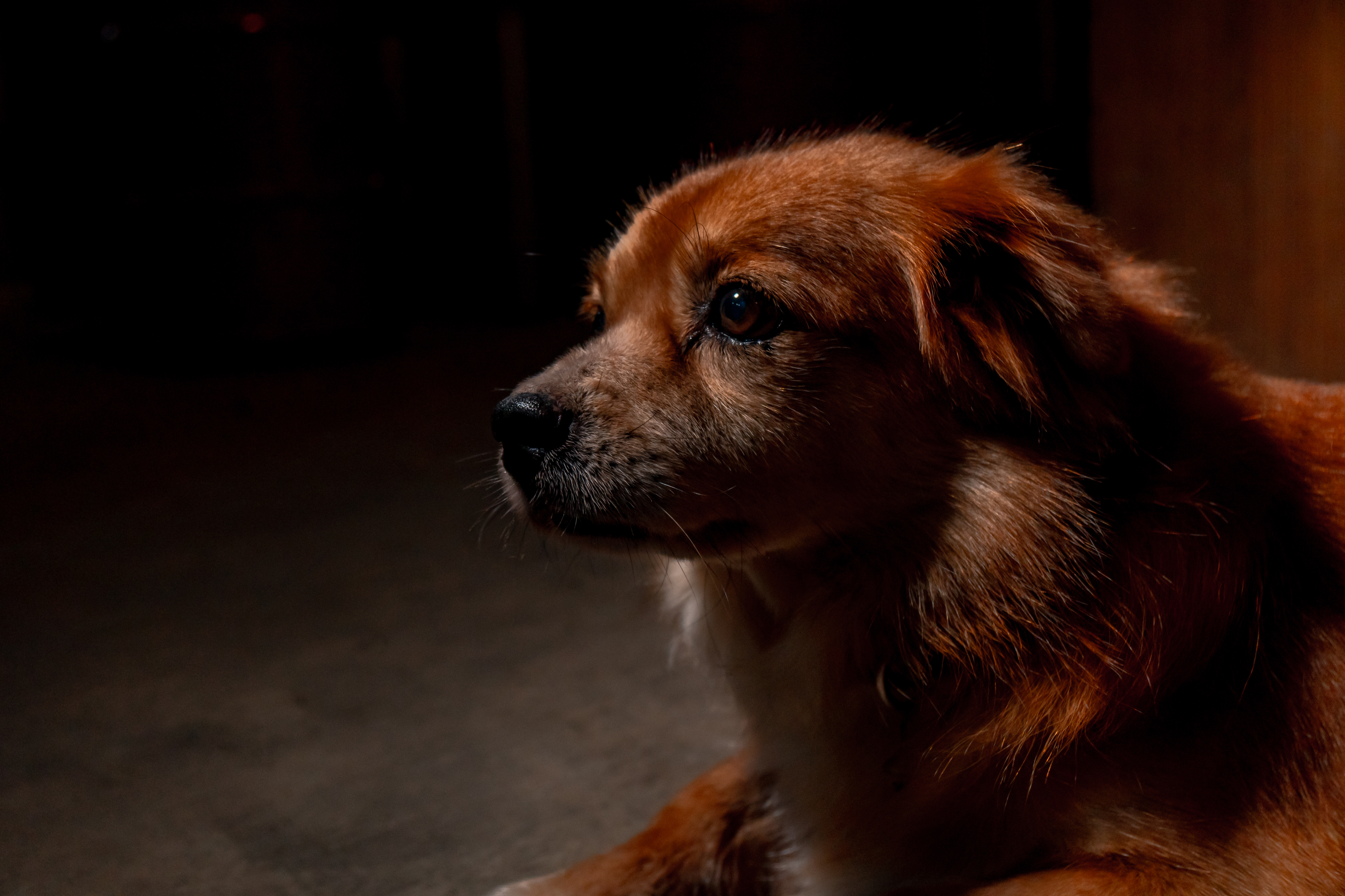 犬の目が光る時とその理由とは…