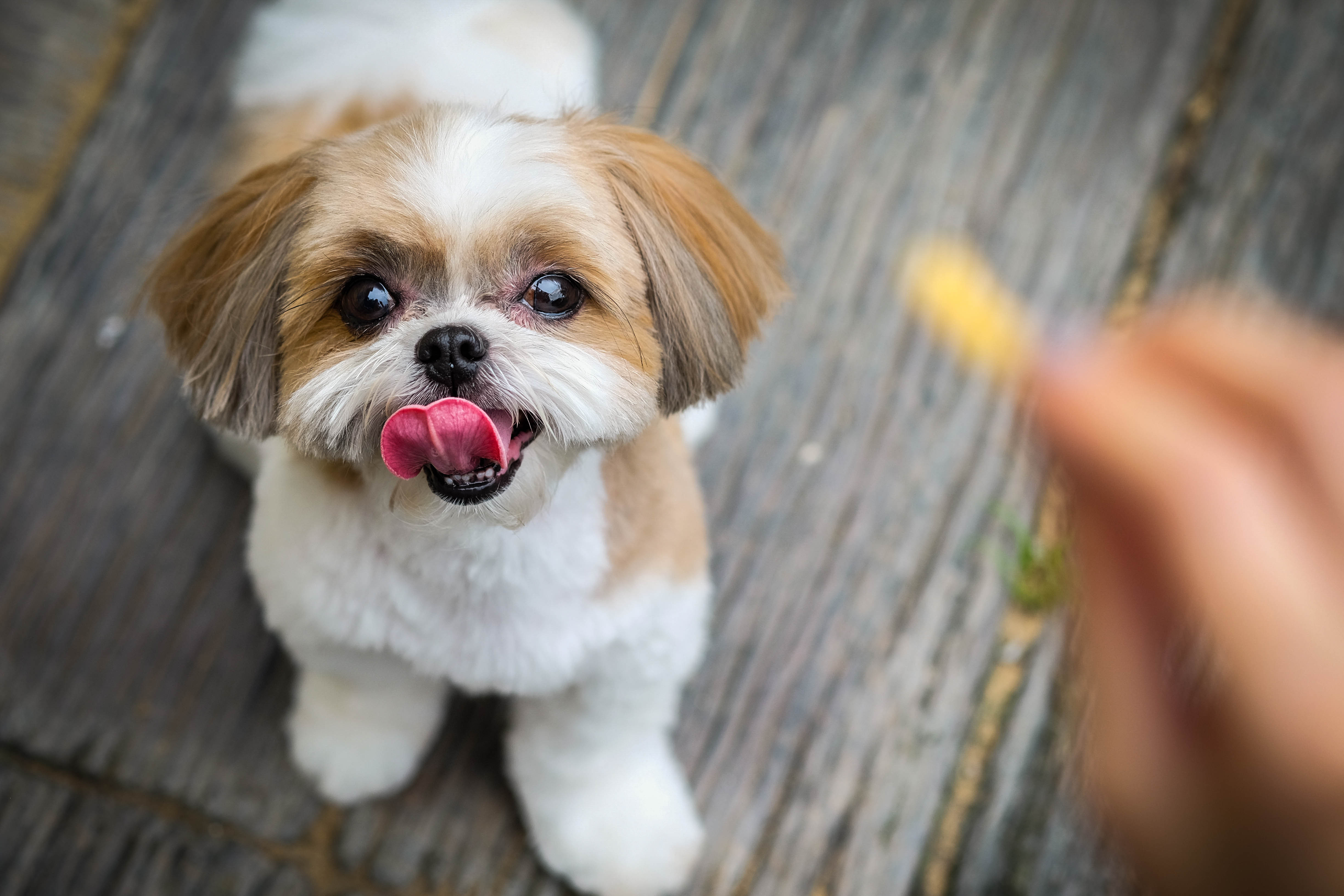 犬の目は形にも違いがある!