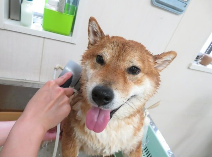 柴犬がトリミングをしている写真