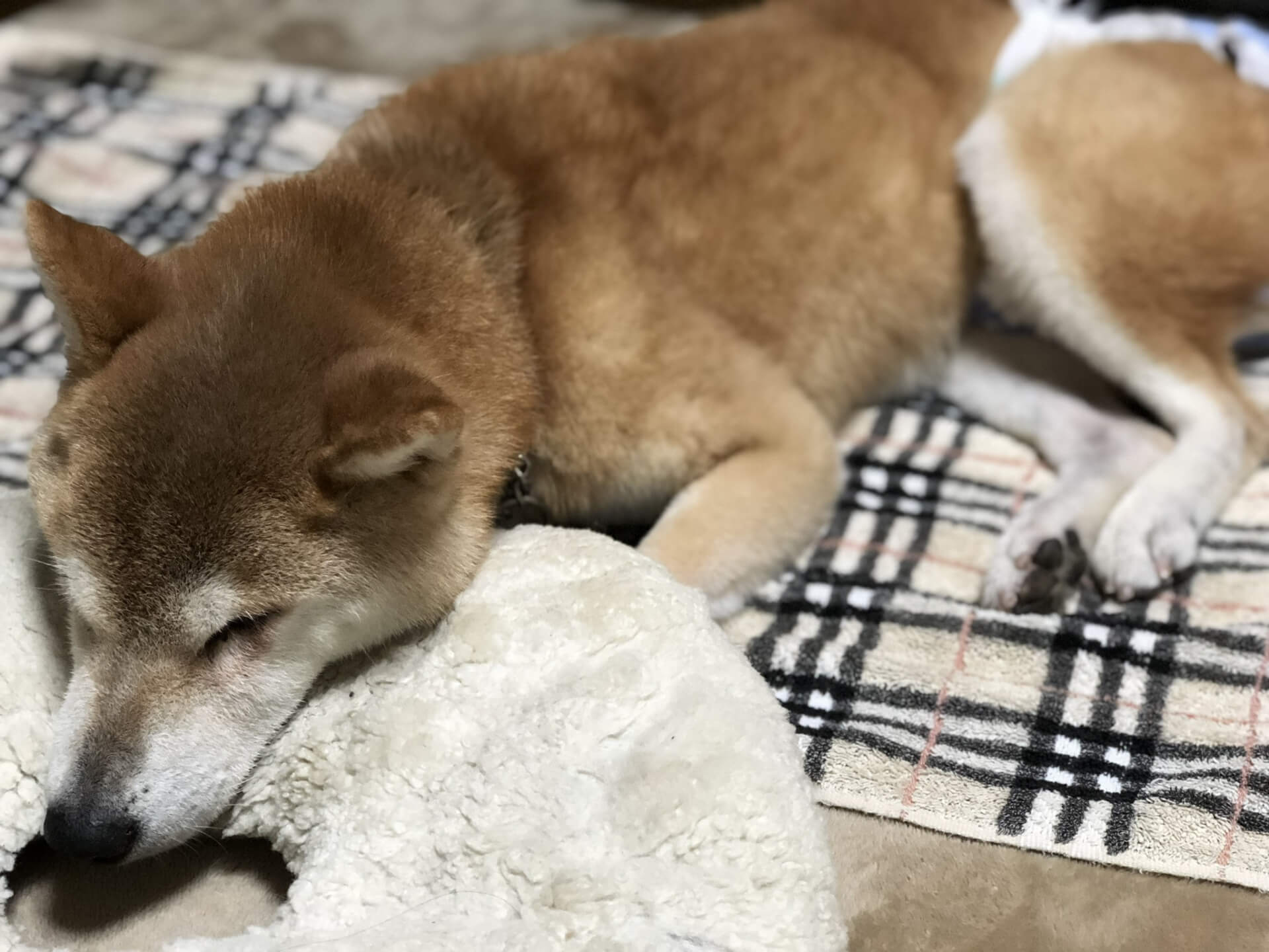 柴犬が寝ている写真
