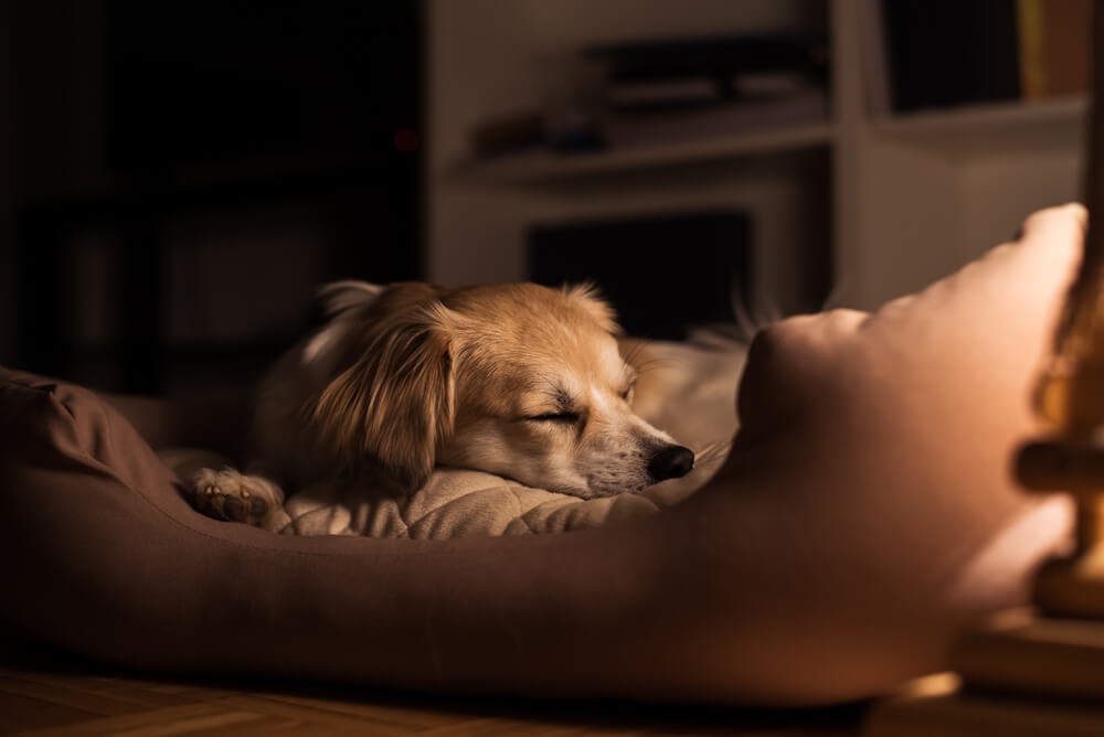 犬が寝ている写真