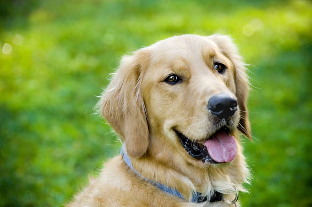 よだれを垂らす犬