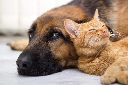 犬と猫が寝転んでいる写真