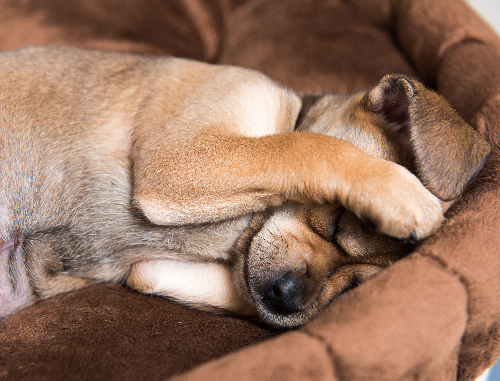 目を隠している犬の写真