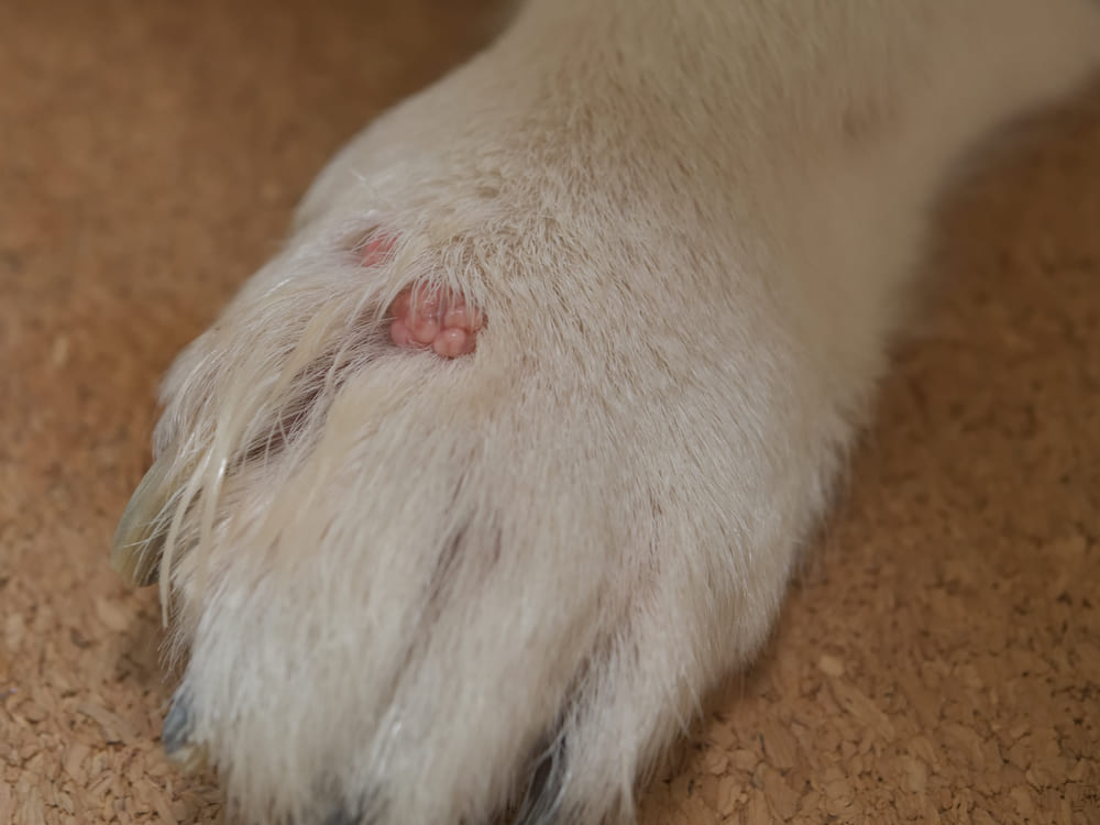 犬の手 皮膚炎