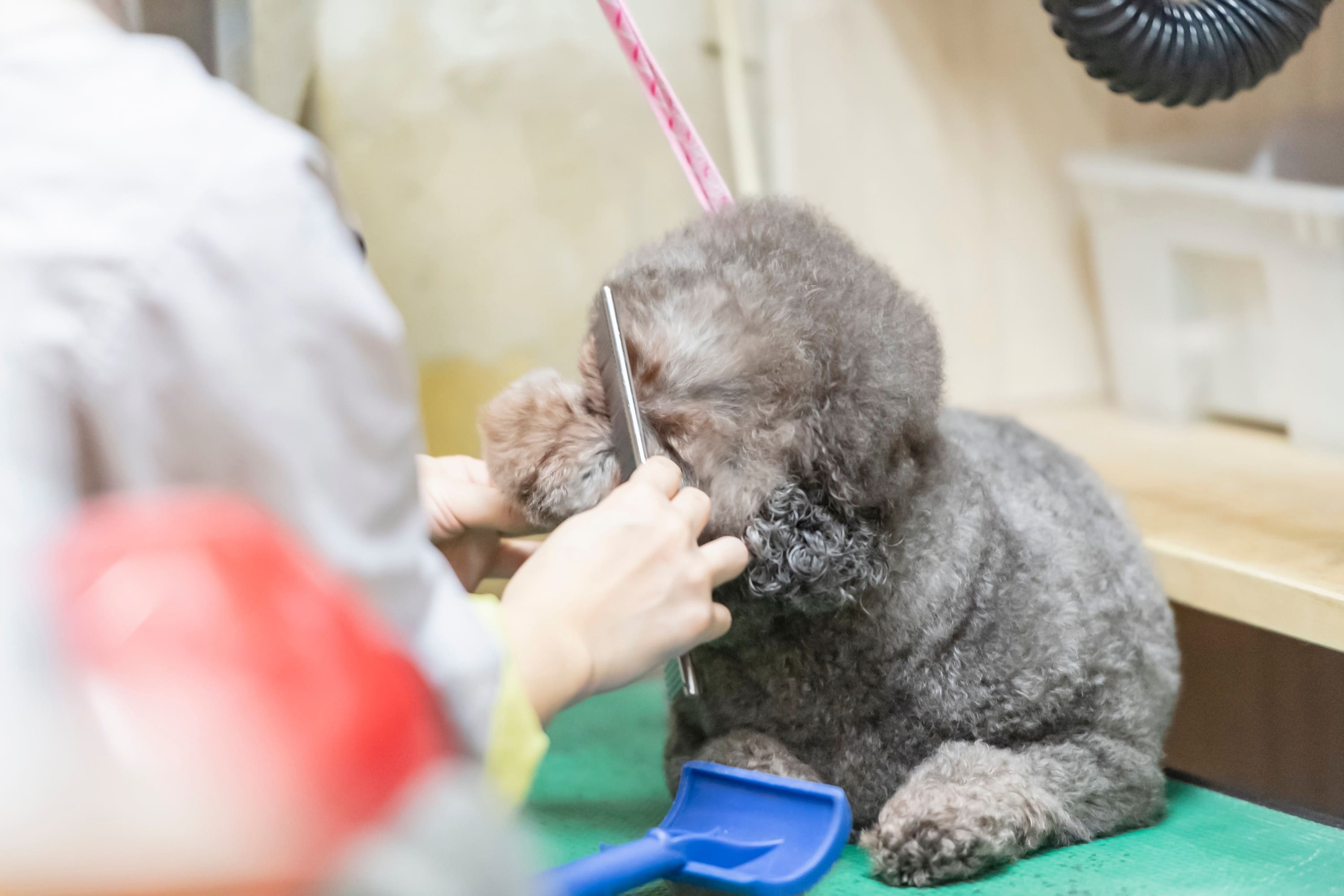 目の周りをブラッシングしている犬