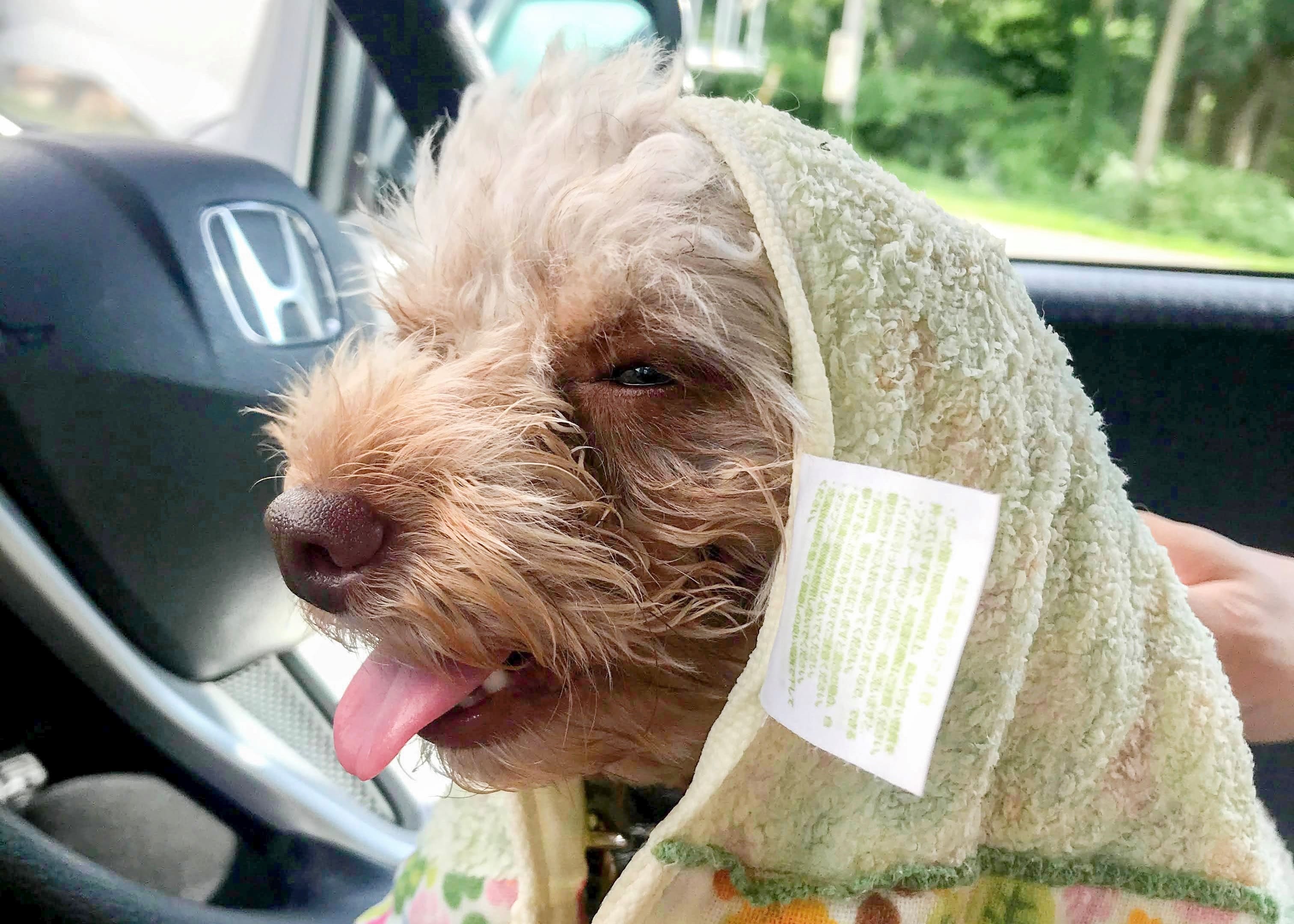 暑さ対策をしている犬