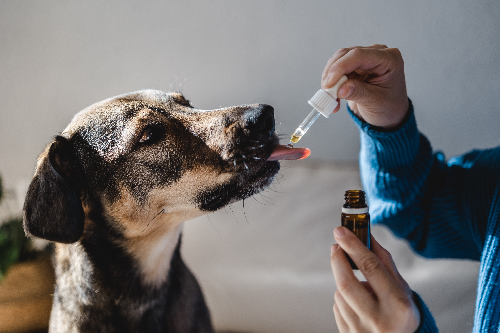 犬が薬を舐めている写真