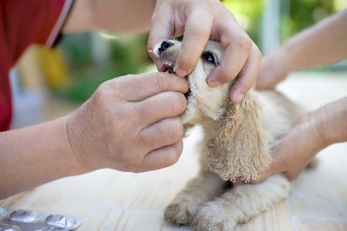 犬の口を持って薬を飲ません写真