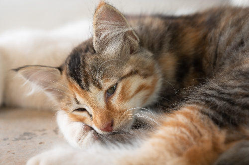 猫がしんどそうに寝ている写真