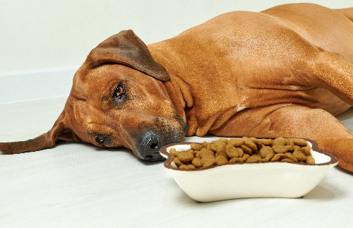 犬がご飯を食べない写真
