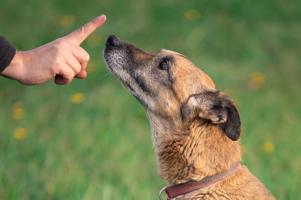 訓練されている犬