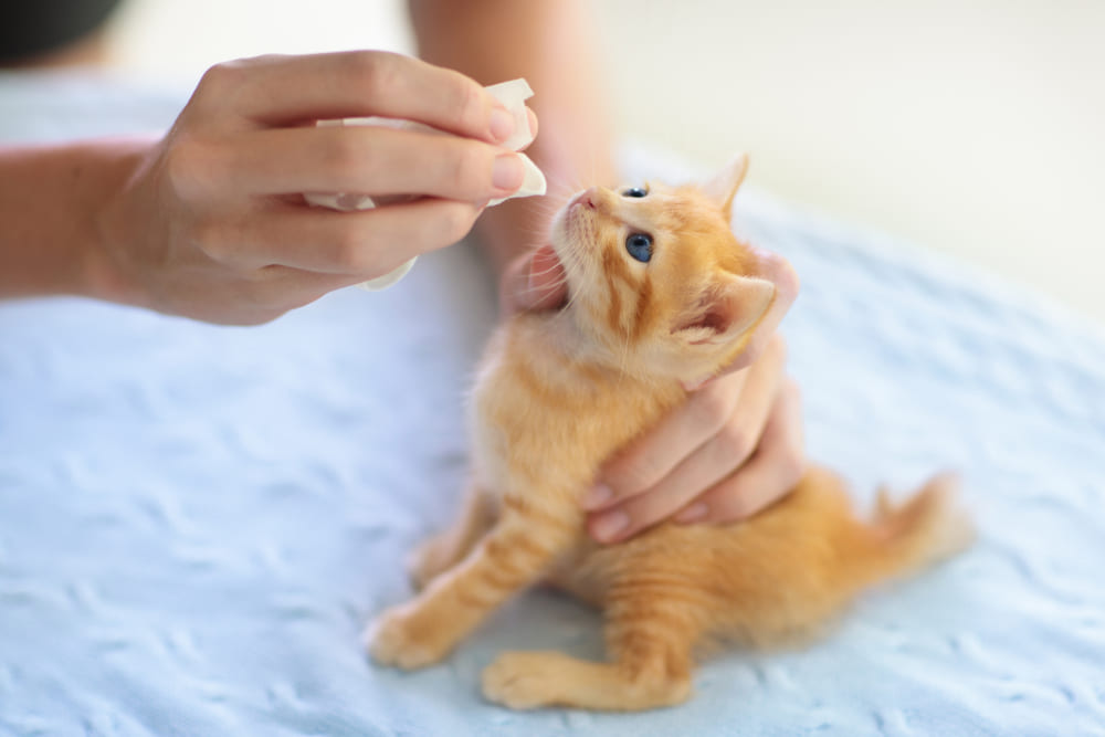 病院で診察している猫