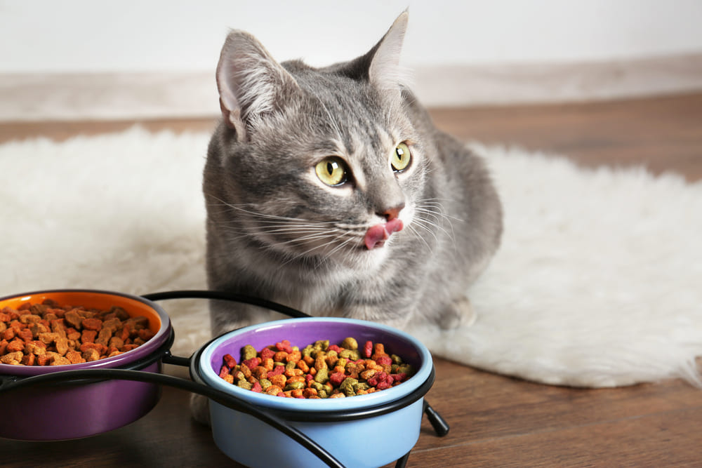 猫がキャットフードを食べている写真