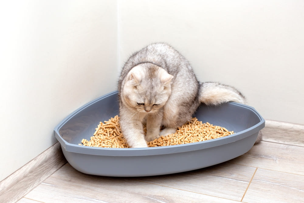 トイレを掘り下げている猫