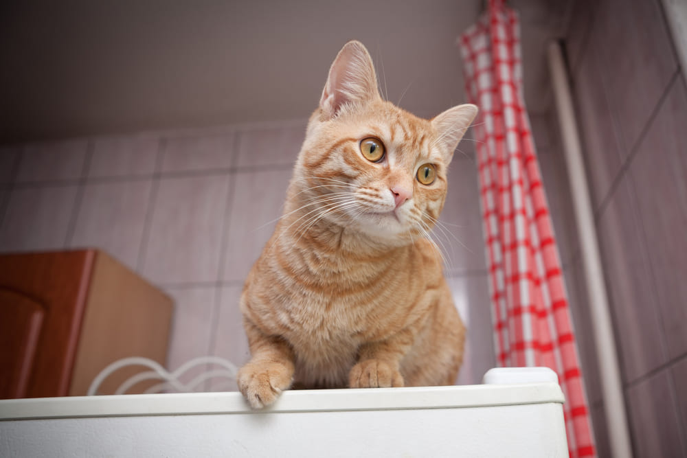 高い場所に飛び乗った猫