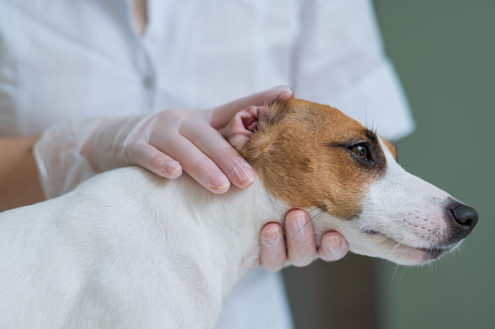 犬が獣医師の診断を受けている写真