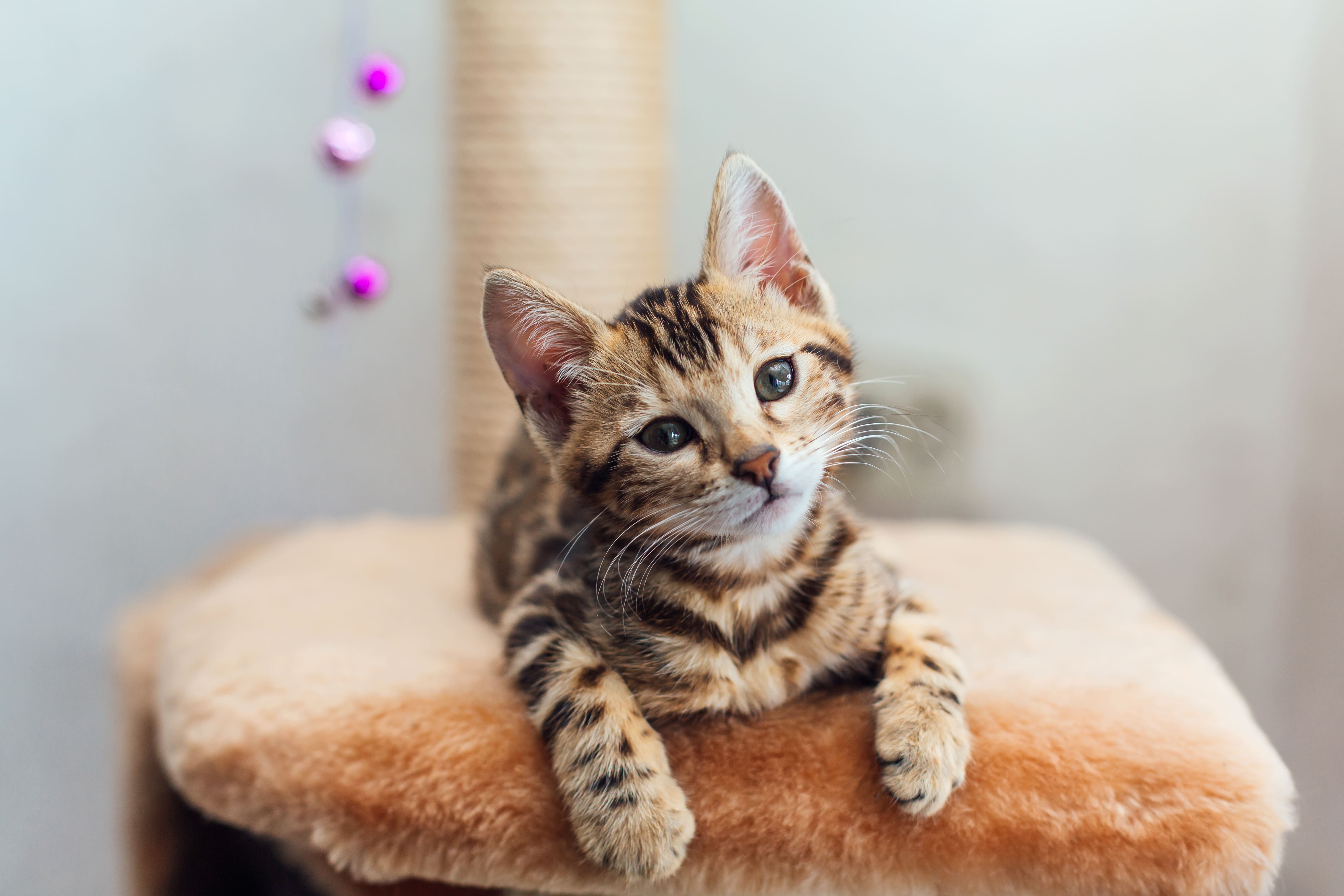 猫がキャットタワーにいる写真