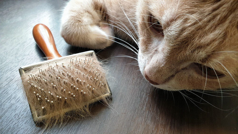猫とブラシについた猫の毛