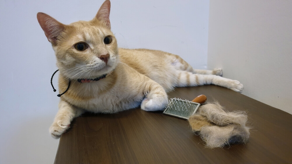 横たわる愛らしい猫がブラシで毛づくろいした写真