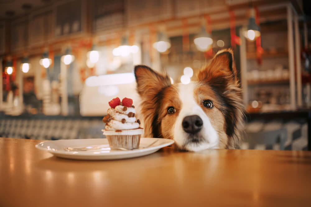 ドッグカフェに訪れた犬