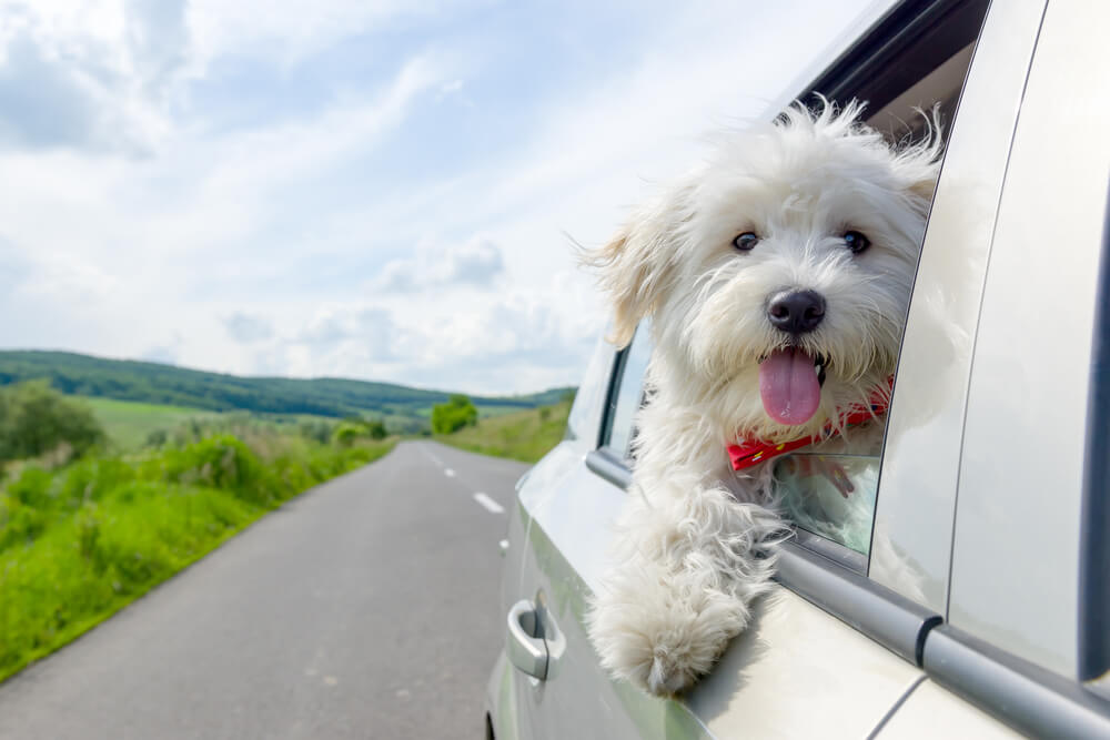 犬が車でドライブしている写真