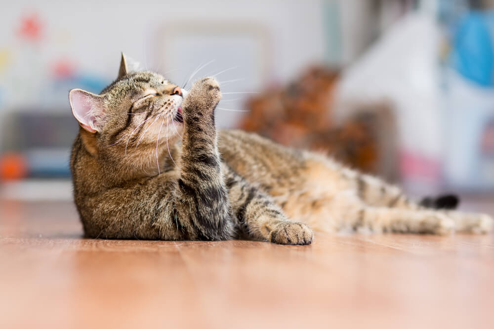 猫が毛づくろいをしている写真