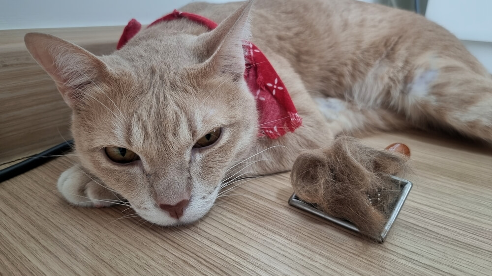 猫がグルーミングをした写真
