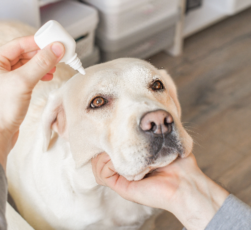 犬の目に目薬を指す写真