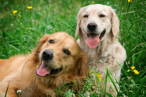 1101 犬.png