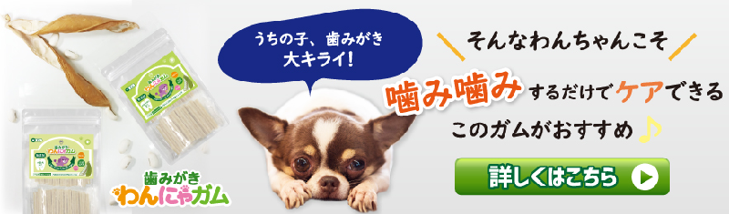 歯磨きわんにゃガム