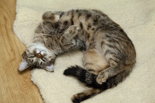 毛布の上で寝転ぶ猫