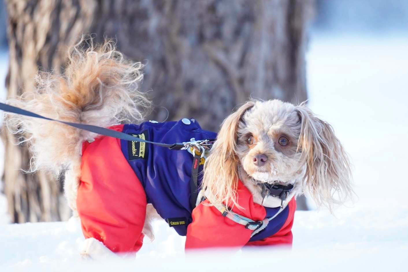 靴を履いている犬