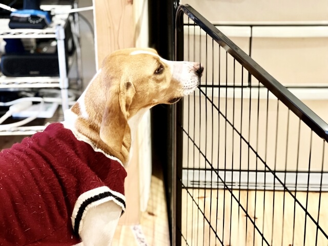 ケージの前にいる犬
