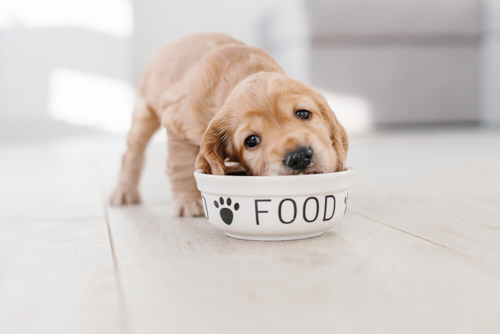 フードボウルでご飯を食べる子犬